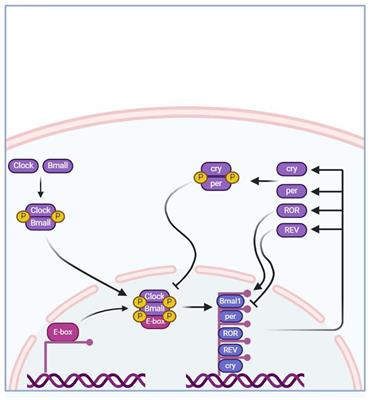 Advancements in research on the association between the biological CLOCK and type 2 diabetes